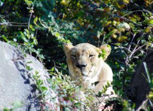 African Lioness Kansas City Zoo