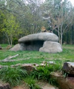 African Lions Pueblo Zoo