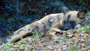 African Wild Dog napping Kansas City Zoo
