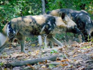 African Painted Dog Kansas City Zoo