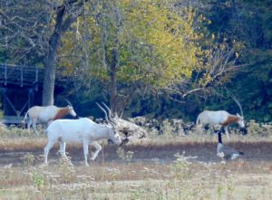 African Plains Simitar Horned Oryx & Addax Kansas City Zoo