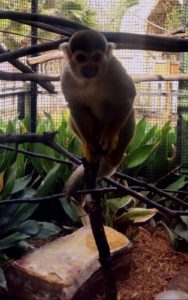 Squirrel Monkey Alexandria Zoo