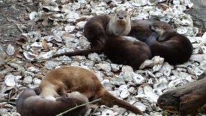 American River Otters Audubon Zoo