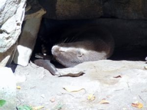 Asian Small Clawed Otter Sunset Zoo Manhattan KS