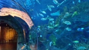 Mayan Reef Tunnell Audubon Aquarium of the Americas New Orleans Louisiana