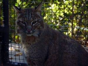 Bobcat Sunset Zoo Manhattan KS