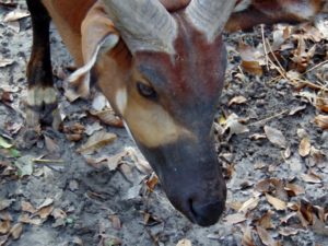 Bongo close up Kansas City Zoo