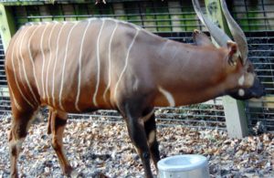 Bongo Kansas City Zoo