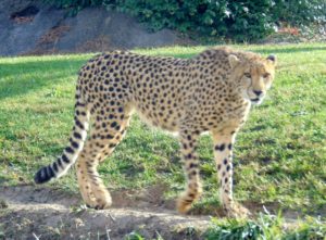 Cheetah Kansas City Zoo