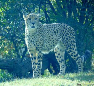 Cheetah Kansas City Zoo