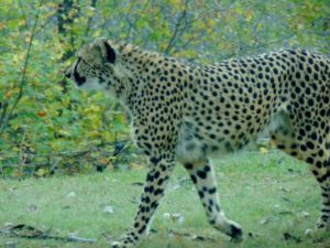 Cheetah Kansas City Zoo