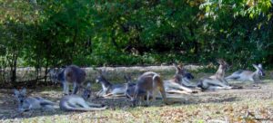 Gray Kangaroo Mob Kansas City Zoo