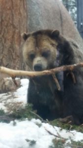 Grizzly Bear Cheynne Mountain Zoo Colorado Springs Colorado