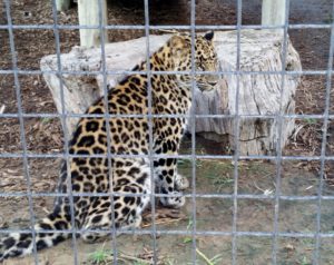Jaguar Tanganyika Wildlife Park Wichita KS