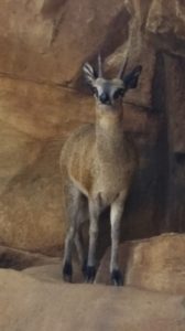 Klipspringer Desert Dome Henry Doorly Zoo Omaha NE