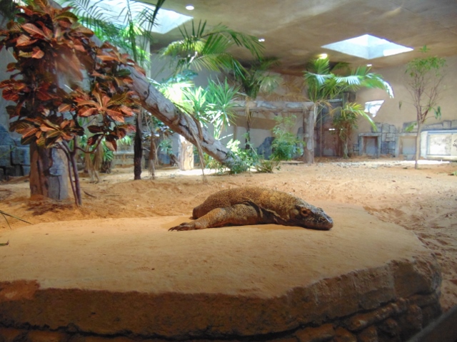 Komodo Dragons — City of Albuquerque