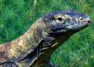 Komodo Dragon Lost Kingdom Tulsa Zoo