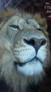 Male Lion Cheynne Mt Zoo Colorado Springs