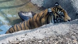 Malayan Tiger Swimming Topeka Zoo