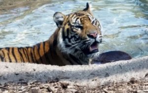 Malayan Tiger Swimming Topeka Zoo