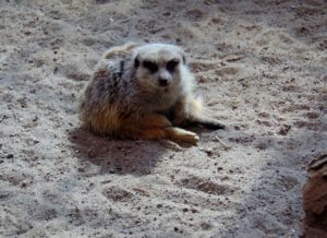 Meerkat Kansas City Zoo