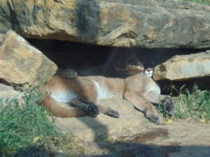 Mountain Lions Topeka Zoo