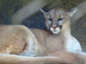 Mountain lion Dickerson Zoo Springfield Missouri