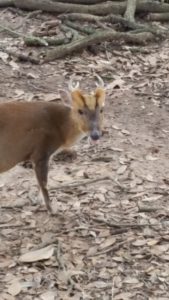 Reeve's Muntjac deer Alexandria Zoo