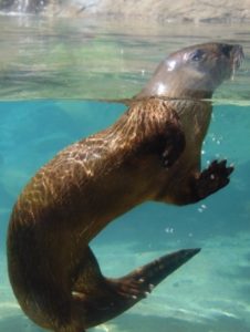 North American River Otters Dickerson Zoo Springfield Missouri