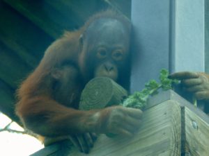 Orangatan Baby Topeka Zoo