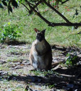 Parma Wallaby Sunset Zoo Manhattan KS
