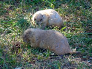 Prairie Dogs Sunset Zoo Manhattan KS