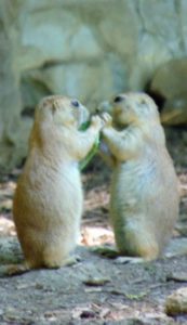 Prairie Dog St. Louis Zoo