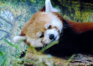 Red Panda Asia Kansas City Zoo