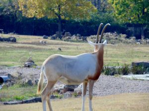 Scimitar Horned Orxy African Plains Kansas City Zoo