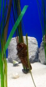 Seahorse napping Audubon Aquarium of the Americas New Orleans