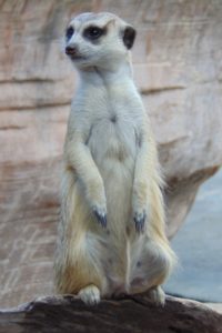 Meerkat Sedgwick County Zoo Wichita KS