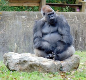 Silverback Lowland Gorilla Africa Kansas City Zoo