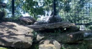 Snow Leopard Sleeping Rolling Hills Zoo Salina KS