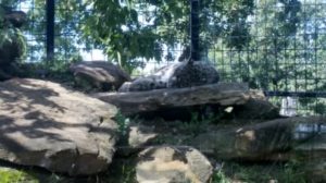Snow Leopard sleeping Rolling Hills Zoo Salina KS