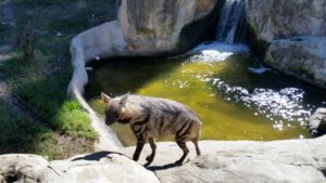 Striped Hyena Fort Worth Zoo