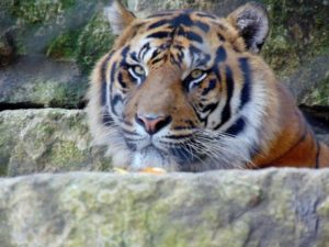 Malayan Tiger Asia Kansas City Zoo