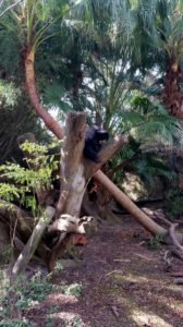 Malayan Sun Bear