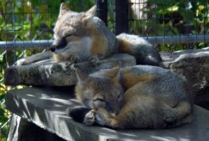 Swift Foxes Sunset Zoo Manhattan KS