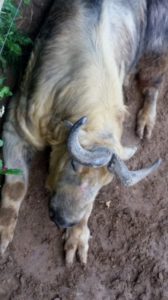 Takin Rolling Hills Zoo Salina KS