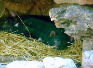 Tasmanian Devil St. Louis Zoo