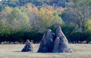 Termite Mounds African Plains Kansas City Zoo