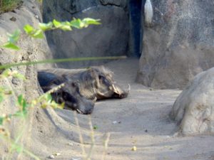 Warthogs Africa Kansas City Zoo