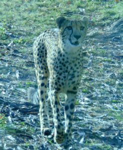 Cheetah Kansas City Zoo