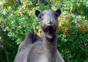Dromedary Camel Kansas City Zoo